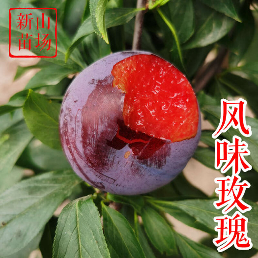 风味玫瑰李苗新品种紫果红心美国杏李树苗李子苗基地批发新山苗场