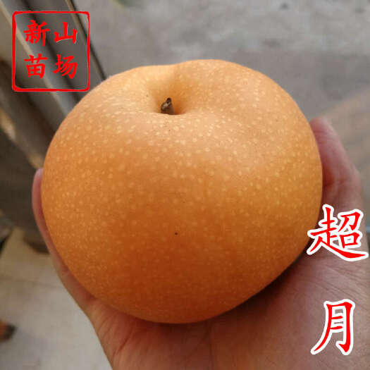 嵊州市超月梨树苗 晚熟优系秋月新品种新高新华晚秋黄梨苗品种简介绍