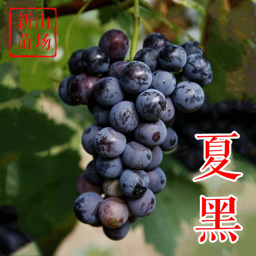 夏黑葡萄苗 早夏无核无籽秋黑皇蜜贝达砧木阳光嫁接葡萄树苗基地