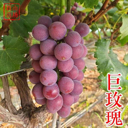 嵊州市巨玫瑰葡萄苗 蜜光魏可秋天青脆玛斯卡丁圆叶嫁接葡萄树苗