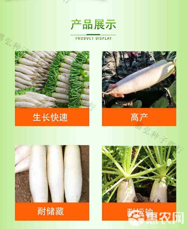 健壮白萝卜种子早熟不易糠心肉质致密播种后55天开始收获