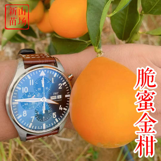 脆蜜金柑苗新品种大果滑皮蜜糖无核无籽金蛋弹脆密金桔树苗基地