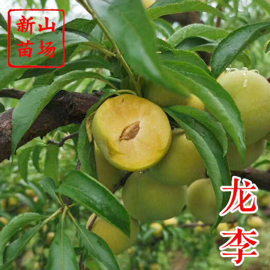 龙李苗 新山苗场 丰产蜂糖李优系青脆李嫁接树苗