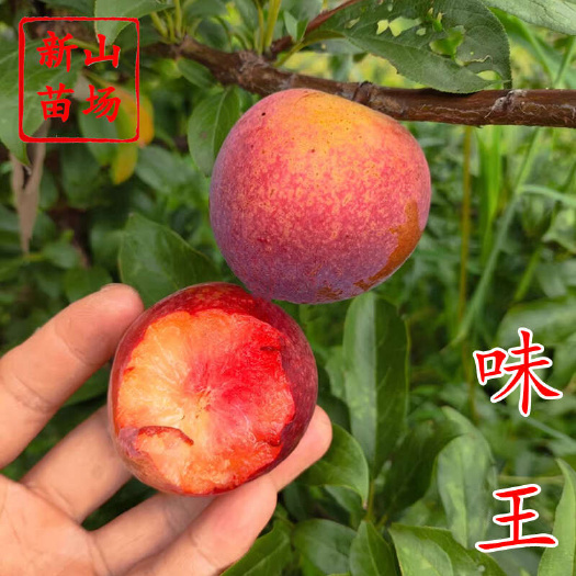 嵊州市味王杏李苗 新品种嫁接美国杏李树苗风味皇后李子苗基地新山苗场
