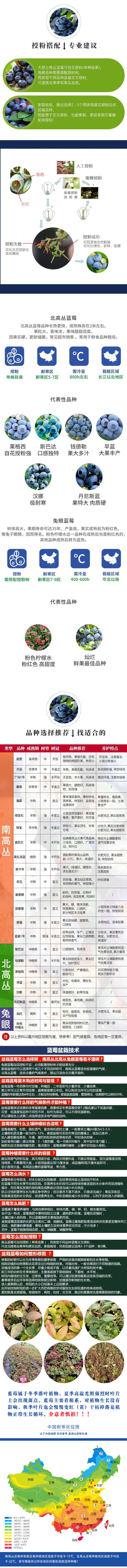 绿宝石蓝莓苗 早熟大果2年3年4年带土南方蓝莓树苗营养杯苗