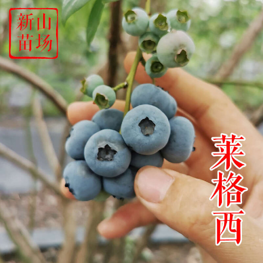 嵊州市莱格西蓝莓苗 晚熟6月大果莱宝2年3年带土蓝莓营养杯钵树苗