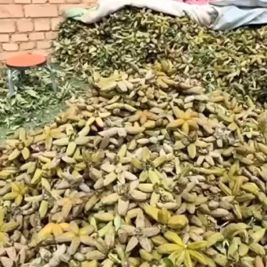 临洮县牡丹角，牡丹籽