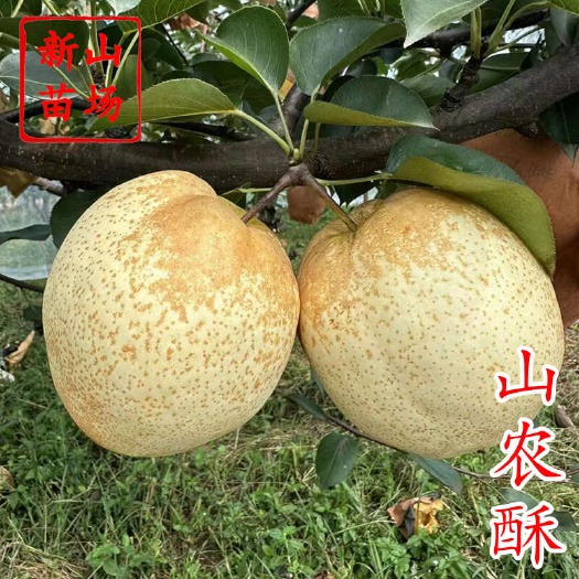 山农酥梨苗 新品种砀山酥梨升级版新梨7号杂交梨树苗 新山苗场