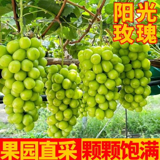 潜江市阳光玫瑰，新鲜果园现摘 葡萄无籽青提颗颗饱满产地直发