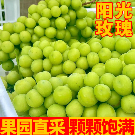 潜江市阳光玫瑰，新鲜果园现摘 葡萄无籽青提 当季水果批发!