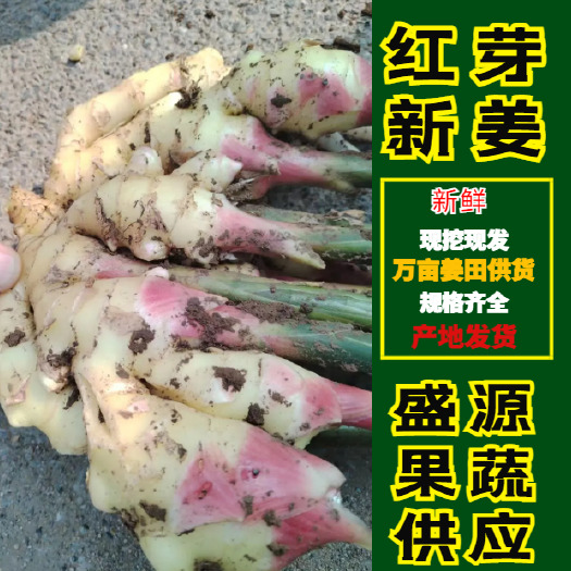 莒县新鲜大黄姜 现挖现发 一手货源 山东万亩姜田 新姜上市