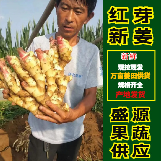 沂水县红芽新姜 鲜大黄姜 鲜姜 按需挑选 货量充足