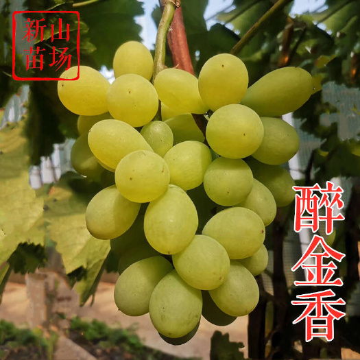 醉金香葡萄苗 金香1号碧香无核金手指青提扦插嫁接马陆葡萄树苗
