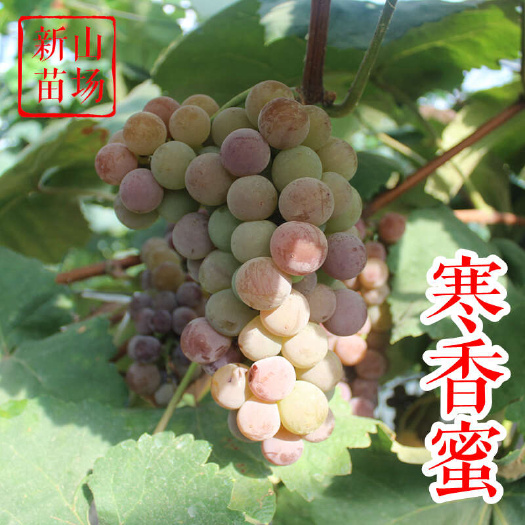 嵊州市寒香蜜葡萄苗 阳台族抗病天然无核雨水红白香蕉水晶京亚葡萄树苗