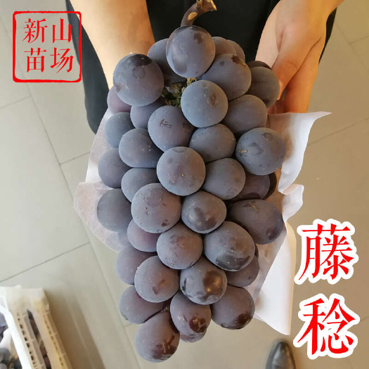 嵊州市藤稔葡萄苗 乒乓葡萄甬优大粒扦插SO4砧木嫁接葡萄树苗基地