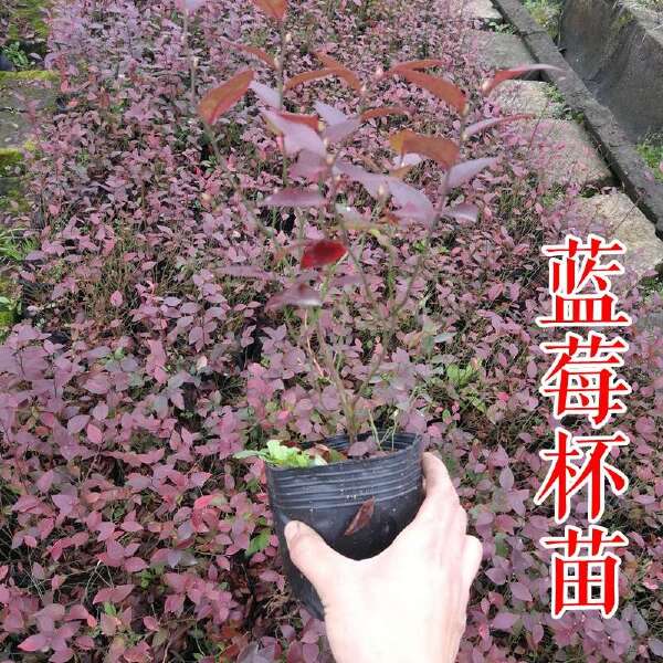 密斯梯薄雾蓝莓苗 早熟大果自花2年3年蓝莓树苗杯苗钵苗