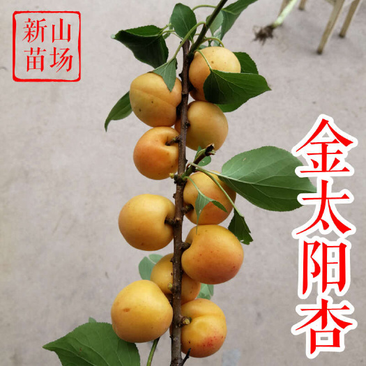 嵊州市金太阳杏树苗 黄肉白水杏八大杏包谷杏国之鲜杏歇马杏凯特杏苗