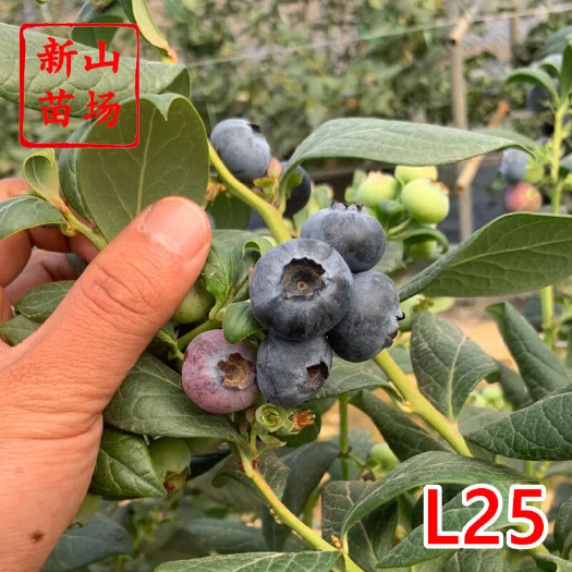 嵊州市L25蓝莓苗 早熟l2511大果2年3年带土蓝莓营养杯钵苗