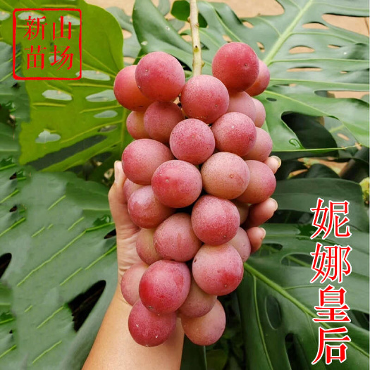 嵊州市妮娜皇后葡萄苗 日本新品种女皇公主扦红色阳光插嫁接葡萄树苗