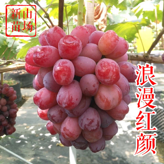 嵊州市浪漫红颜葡萄苗 红色阳光13玫瑰红夏音罗拉嫁接葡萄树苗基地