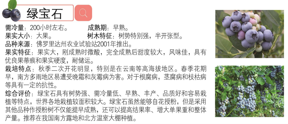 绿宝石蓝莓苗 早熟大果2年3年4年带土南方蓝莓树苗营养杯苗