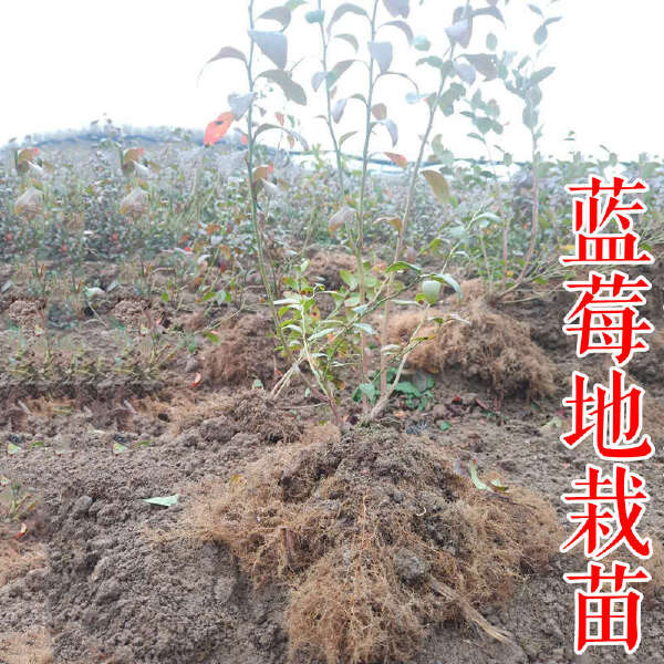 密斯梯薄雾蓝莓苗 早熟大果自花2年3年蓝莓树苗杯苗钵苗