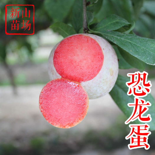 嵊州市恐龙蛋李苗 新品种味馨风味皇后味王翡翠绿宝石美国杏李树苗基地