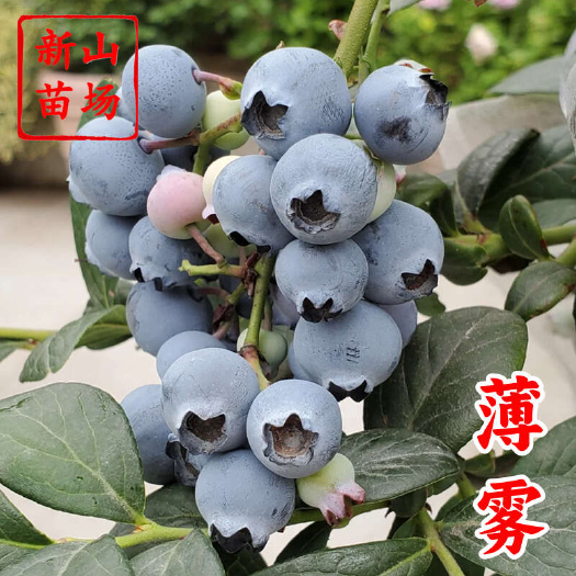 嵊州市密斯梯薄雾蓝莓苗 早熟大果自花2年3年蓝莓树苗杯苗钵苗