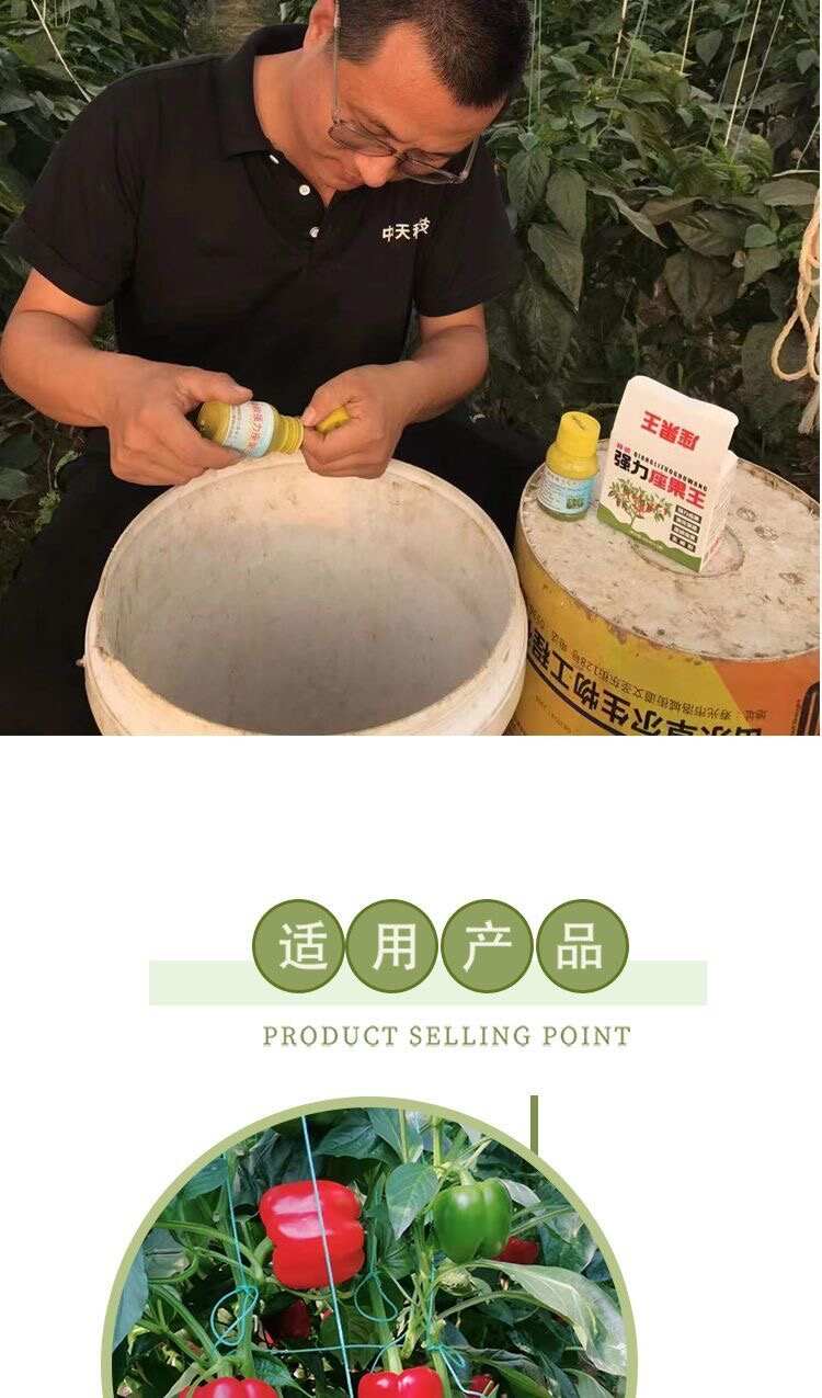 辣椒强力座果保花保果连续座果果实周正不畸形