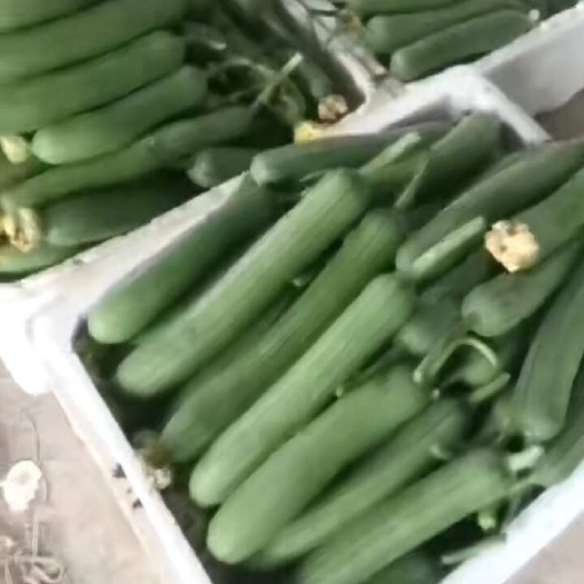 淮安丝瓜