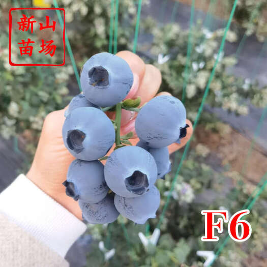 F6蓝莓苗 早熟f6h5大果2年带土云南蓝莓树苗营养苗钵苗