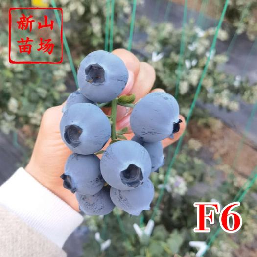 嵊州市F6蓝莓苗 早熟f6h5大果2年带土云南蓝莓树苗营养苗钵苗