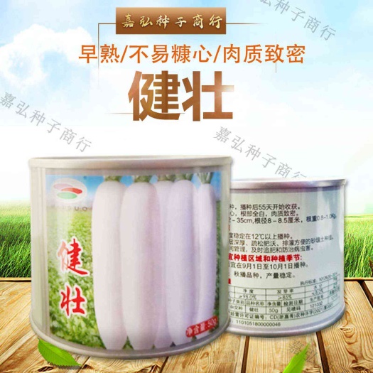 义乌市健壮白萝卜种子早熟不易糠心肉质致密播种后55天开始收获
