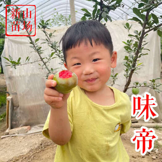 嵊州市味帝杏李苗 新品种嫁接美国杏李树苗恐龙蛋李子苗基地新山苗场