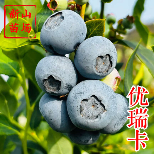 嵊州市优瑞卡蓝莓苗 早熟暮光茶花大果2年带土蓝莓树苗营养杯苗