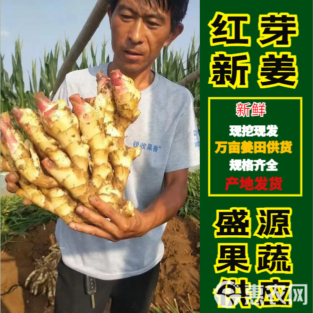 新大黄姜 基地直发 货量充足 加工泡菜 加工厂优选