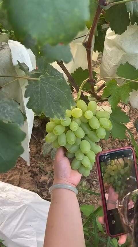 维多利亚葡萄