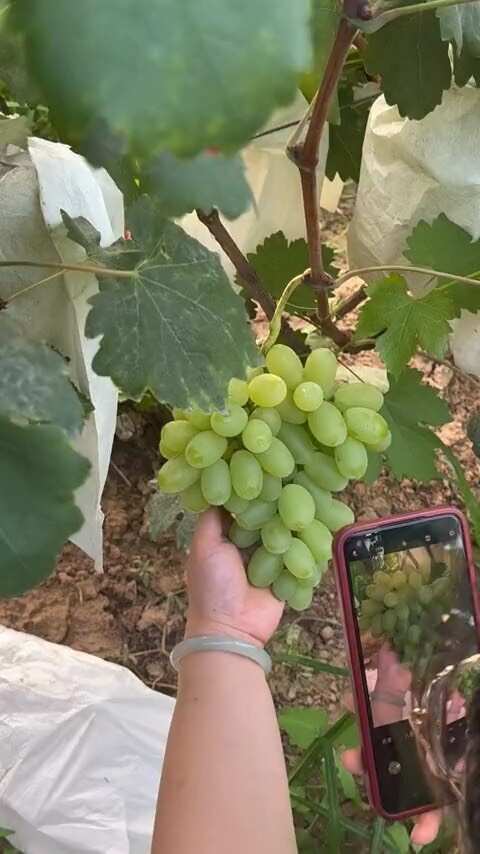 天镇县维多利亚葡萄