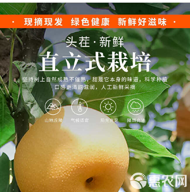 山东丰水梨冰糖丰水梨非秋月梨5斤/9斤装一件代发