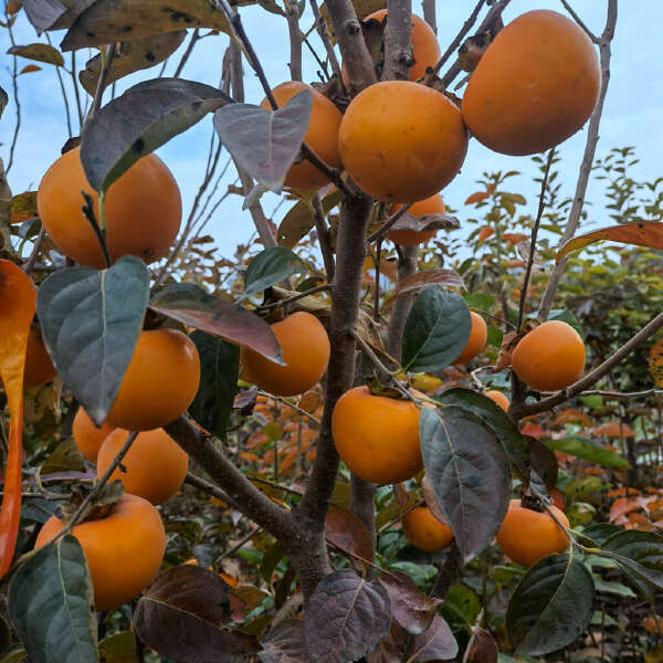 太丰甜柿苗 新品种辉太郎大秋太雅早秋甘秋脆甜柿子树苗