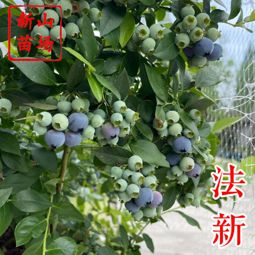 嵊州市法新蓝莓苗 早熟大果2年3年带土南高丛蓝莓树苗营养杯钵苗