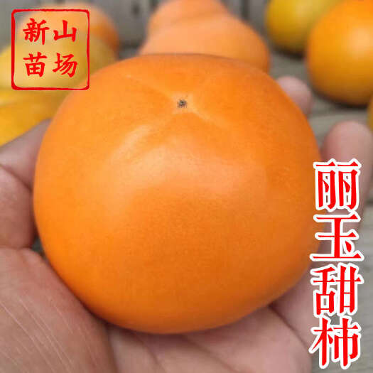 嵊州市丽玉甜柿苗 新山苗场日本新品种首尔001韩脆甜柿子树苗品种简