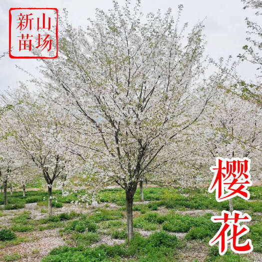 嵊州市早樱 日本武汉染井吉白花新品种速生丛生高杆樱花树苗产地基地