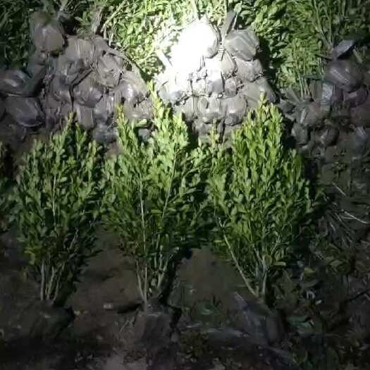 杭州瓜子黄杨