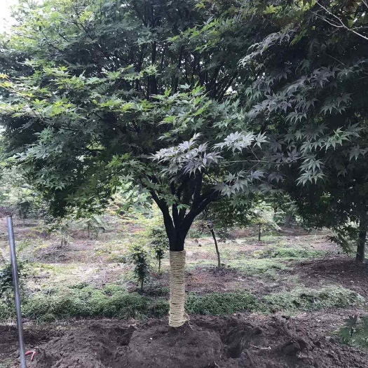 嵊州市中国红枫树苗 8公分10公分12公分15公分日本枫树基地产地