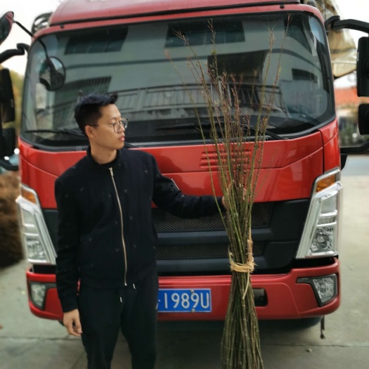 嵊州市丛生盆栽红舞姬血红赤枫常年红中国日本红枫小苗三季红树苗基地