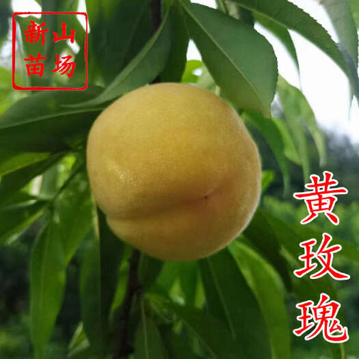 嵊州市黄玫瑰桃苗 7月空档期 新品种黄金凤黄桃子树苗品种简介绍