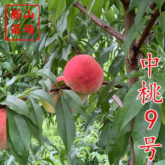 嵊州市中桃9号桃苗 新品种优质早熟九号白桃毛桃子树苗品种简介绍