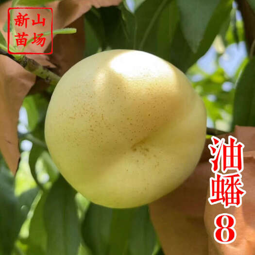 嵊州市油蟠8号桃苗 新山苗场新品种中油蟠八早熟奶油蟠桃子树苗简介绍