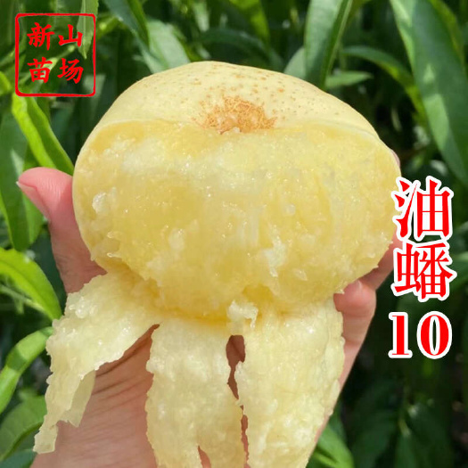 嵊州市油蟠10号桃苗 新山苗场新品种中油蟠十纽扣奶油蟠桃子树苗简介